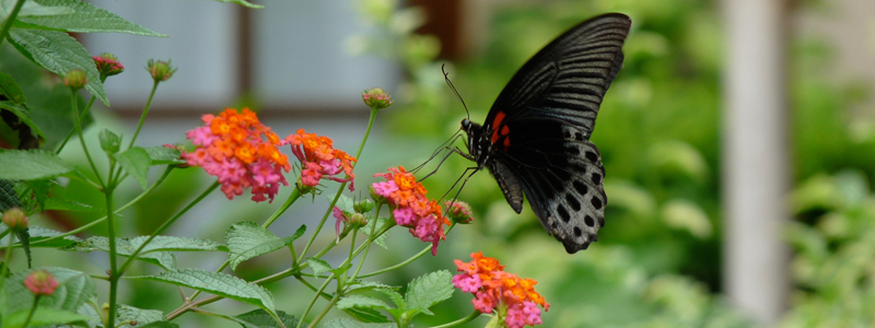 Ein Schmetterling im Garten der Villa Manuk