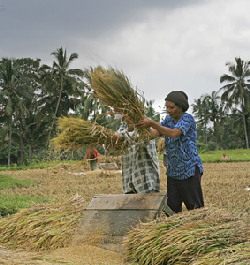 Rice Harvesting in Manuksesa, North Bali