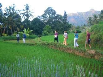 Wandern durch die Reisfelder im unbekannten Nordbali
